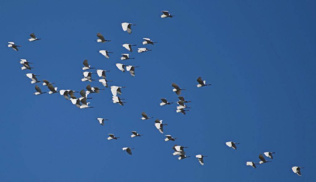 Airone bianco maggiore (Casmerodius albus) ? No, Garzetta